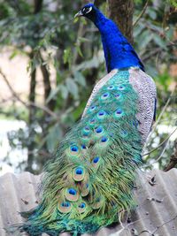 Close-up of peacock