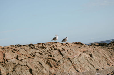 Bird perching on rock against sky
