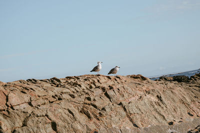 Seagulls perching on rock against sky