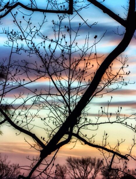 BARE TREES ON LANDSCAPE