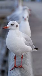 Close-up of seagull perching