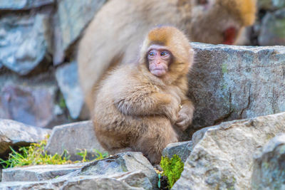 Lion looking away while sitting on rock