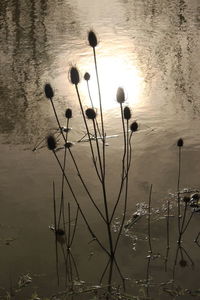 Plants growing in lake during sunset