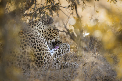 Close-up of leopard licking paw while sitting by plants