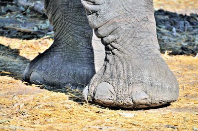 Close-up elephant feet