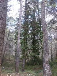 Trees in forest