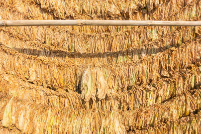 Close-up of corn hanging on land