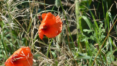 Close-up of red poppy flower