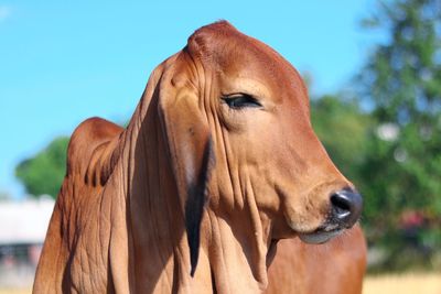 Close-up of a horse against sky