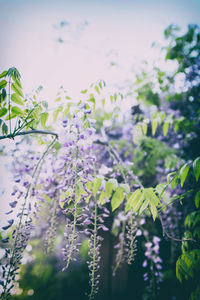 Close-up of purple flowering plant