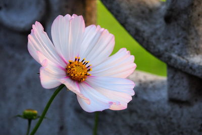Close-up of pink flower blooming outdoors