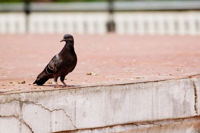 Close-up of bird perching on retaining wall