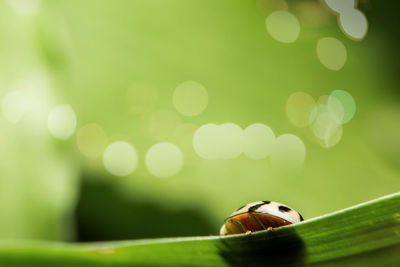 Close-up of ladybug on leaf