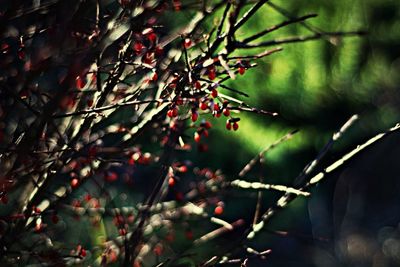 Close-up of leaves on branch