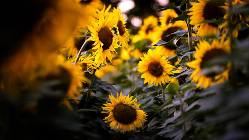 Close-up of sunflower blooming outdoors