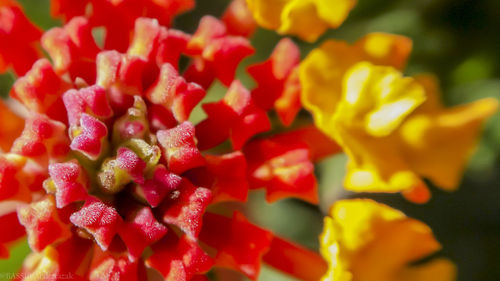 Full frame shot of yellow flowers