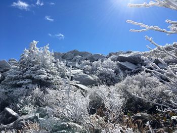 Low angle view of tree mountains against blue sky