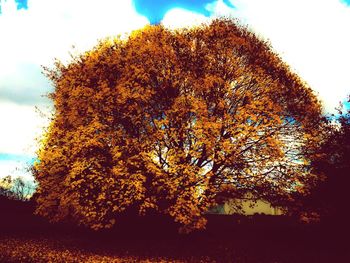 Low angle view of trees against sky