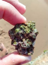 Close-up of hand holding marijuana