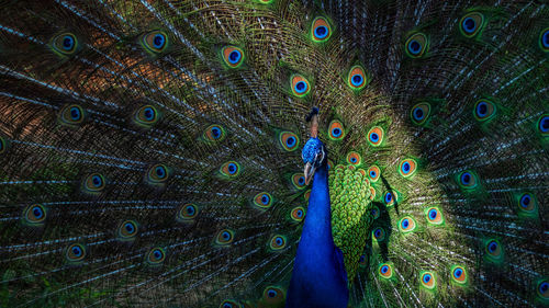 Full frame shot of peacock