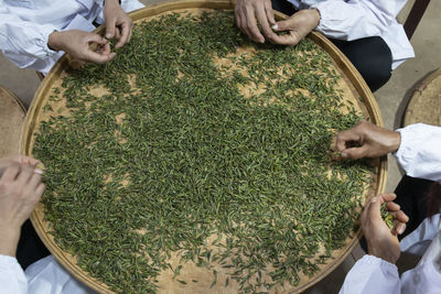 High angle view of man hand holding plants