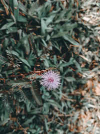 Close-up of flower growing outdoors