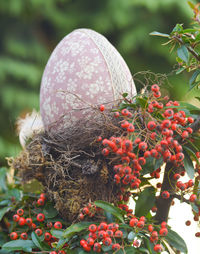 plant
