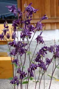 Close-up of purple flowers