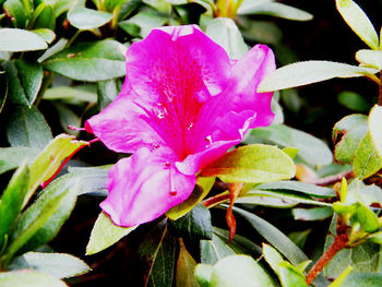 Close-up of pink flowering plant