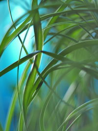 Low angle view of bamboo plants against sky