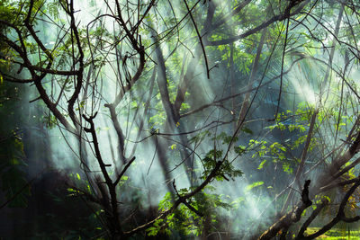 Sunlight streaming through trees in forest