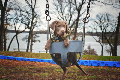 Chocolate labrador puppy on swing at park