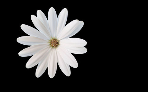 Close-up of white flower against black background