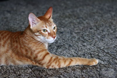 Portrait of a cat resting