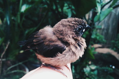 Close-up of hand feeding bird