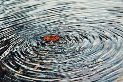 High angle view of turtle swimming in water