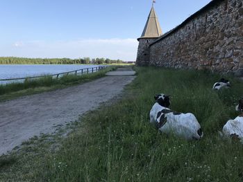 View of a horse on field