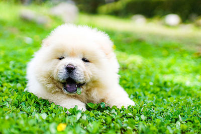 Close-up of dog on field