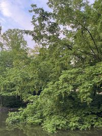 Scenic view of forest against sky