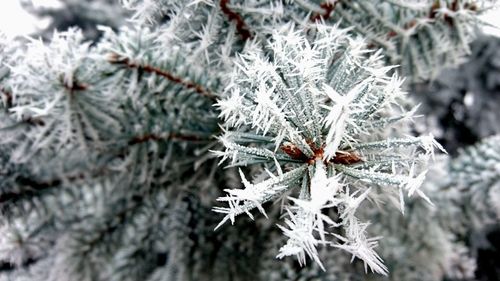 Close-up of frozen tree during winter