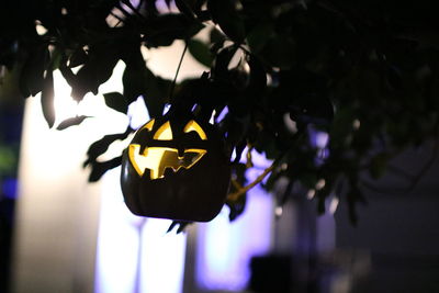 Close-up of flower hanging at night