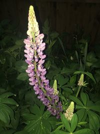 Close-up of purple flowers blooming outdoors