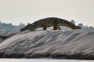 Close-up of lizard