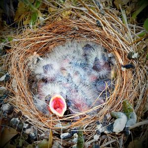 High angle view of bird in nest