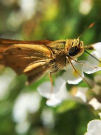 Close-up of insect pollinating flower