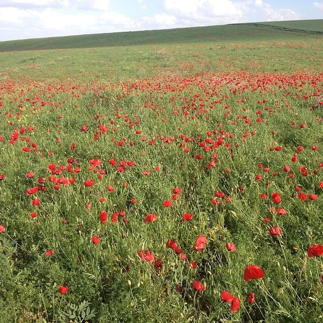 flower, freshness, growth, field, beauty in nature, red, nature, landscape, poppy, plant, tranquil scene, fragility, tranquility, rural scene, blooming, scenics, sky, abundance, agriculture, flowerbed