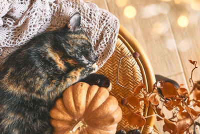 Tortoiseshell kitty sleeping hugging with pumpkin on wicker chair on woolen blanket.