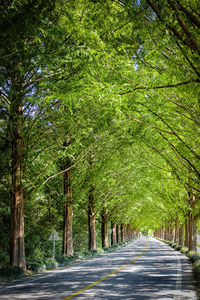 Road amidst trees in forest