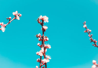 Low angle view of pink flowers against clear blue sky