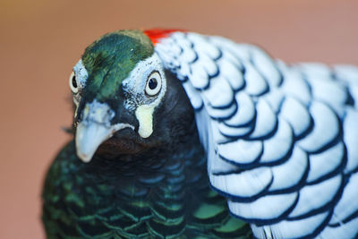 Close-up of peacock